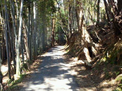 ｢0.6km地点｣
0.5km地点の竹柵のカーブを過ぎるとこんな感じ｡ 明るいから清々しく気分もいいが夜は絶対に行きたくありません(笑)