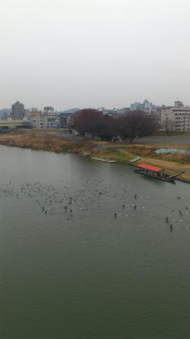 川崎側
川の左右で白黒はっきり分かれてました