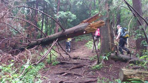 台風4号の余波で至るところに倒木
これ、枝一本で折れた幹をささえてるよ！