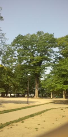 高崎公園内のハクモクレンの大木
樹齢400年だとのこと