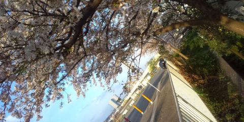 桜の定点観測
散りかけの花の間から少し若葉が芽吹いてきました