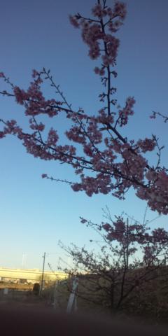 多摩川の土手では、早咲きの桜がいつの間にか八分咲き