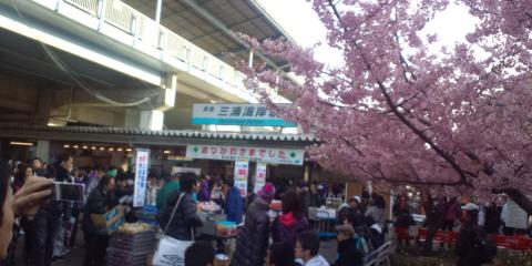 京浜急行三浦海岸駅
超満員の特急列車を降りると、満開の桜（河津桜？）がお出迎え
出店が並び、ランナーには嬉しい、おにぎり、バナナ、アミノバリューなど100円均一で売っていた