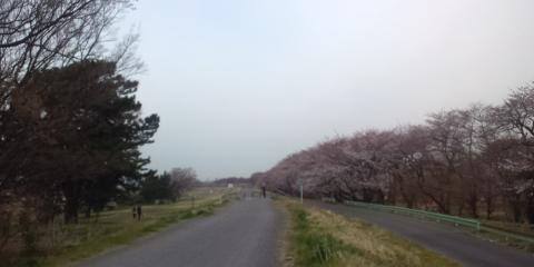 狛江の花見の名所｢多摩川五本松」
まだ、五部咲きといったところでしょうか