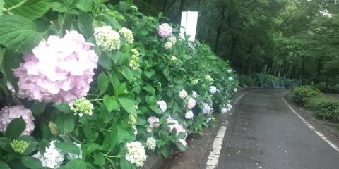 名城公園のサイクリングロード
（ジョギングコースは土なので今朝は回避)
アジサイの季節ですねぇ