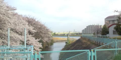 反対向き
取水口から小田急線の鉄橋と我が家

ホントは去年ここでZAKOJIさんと待ち合わせしてましたが、結局お目にかかれず・・・