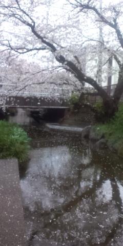 まるで、京都の高瀬川疎水!?