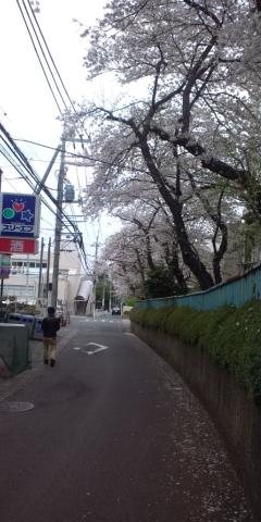 専大前
生田の坂道下りスタート地点
ここも桜がお出迎え