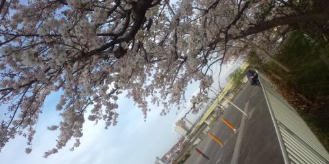 今週は、桜の定点観測
強風と明日の雨が心配です・・・