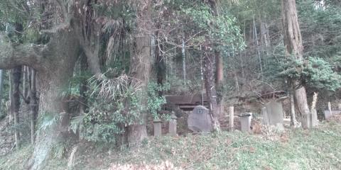 しばらく行くと大木があったので覗いてみると、江戸初期のお墓
地元の庄屋さんかな？
ここで、歩いている女性(70歳)に道を尋ねてみたら、何と、9年連続ホノルル完走している人で、15分も話し込んでしまった！