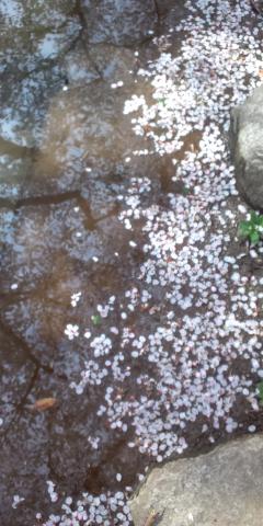 川面に映る満開の桜
(ハリーさんみたいに撮ったつもり)