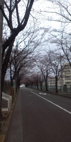 坂を下りると団地の桜並木
来週末は綺麗だろうなあ