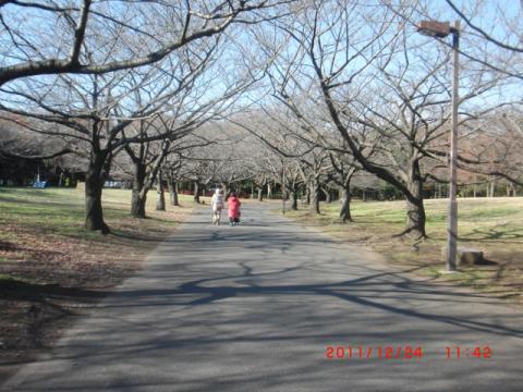 敷地内の、コースとなる桜並木。