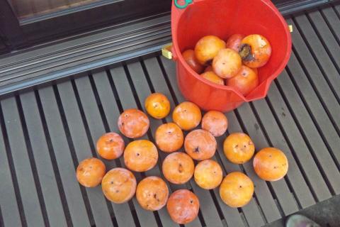 家の柿の木で収穫。４分の１くらいは熟しすぎて収穫出来なかった。