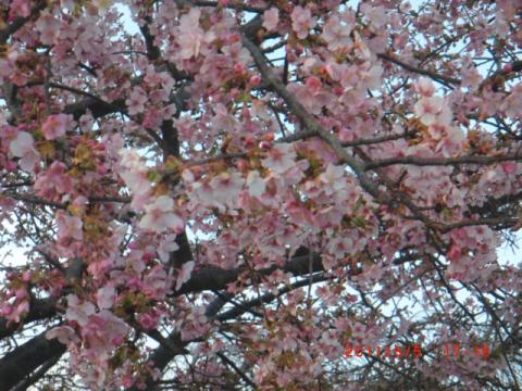 沼南道の駅の横に沢山梅の木が数本あり、沢山咲いていました。