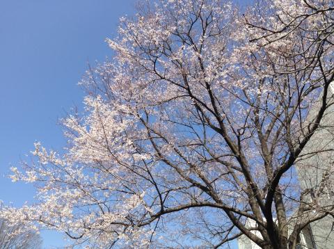 麗沢大学の桜！はやい！