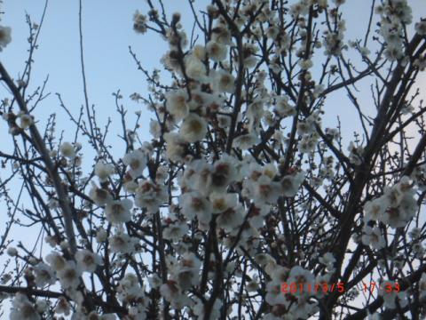 沼南高校近くに桃の木が沢山咲いていました。春ですね。