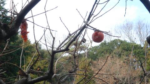 柿畑に取り残された柿。この辺りは蓮台寺柿で有名な地域。