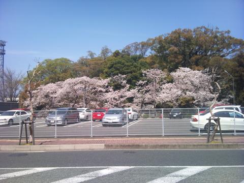 近くのＨＣに準備の買い出しでた。途中にある神社の桜
