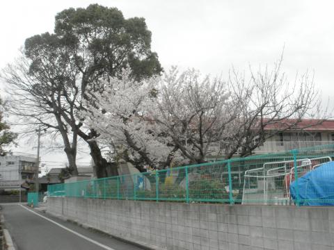 幼稚園脇の桜。この道は平日夜ランコースの一部でもある。