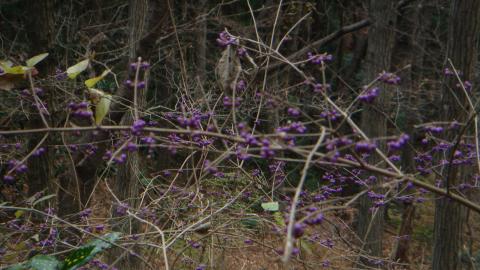 三郷山にあった綺麗な紫色の実。