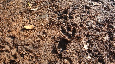 湿った地面にはいろいろな動物の足跡が。