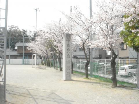 伊勢市立有緝小学校のグラウンド脇の桜