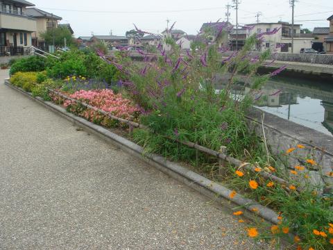 No1:川沿いの遊歩道に作られた花壇（私設か？）
ここでは匂わない。