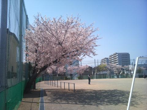 学校の桜。