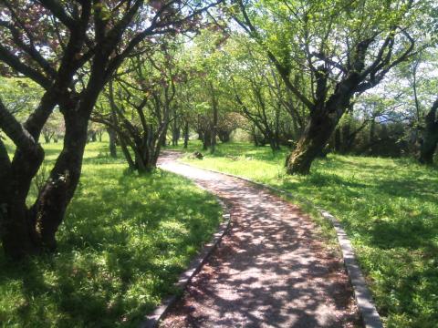 一旦公道に上がった後、河川敷にこんな遊歩道があった。夏でも木陰ができて走り安そうな感じだ。