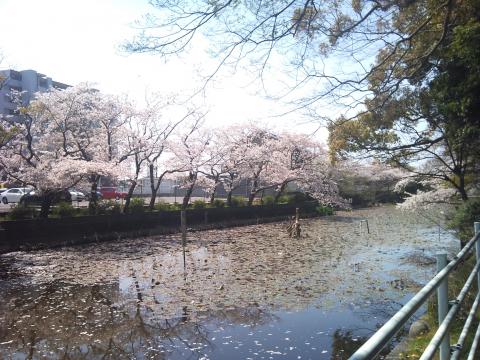同じ桜を神社側から見る。川のように見えるが「朧が池（おぼろがいけ）」という池。今日まで「たつがいけ」だと思っていた。（^_^;）