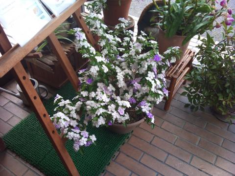 ニオイバンマツリ：紫と白の2種類花があるように見えるが、紫の花が咲いてしばらくすると白になるらしい。ジャスミン（茉莉）の香りに似ているので匂蕃茉莉というらしい。