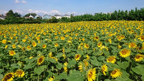 近くの某農園さんが、毎年8月上旬に咲くよう育てており、最近ではGoogle Mapにも載るようになった。