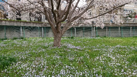 すぐ隣、桜も見頃だが、下草の花がいい感じ。