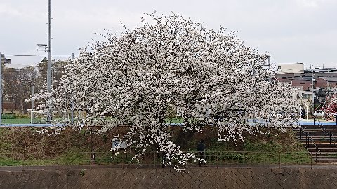 境川一番の桜、白い花びらが特徴。