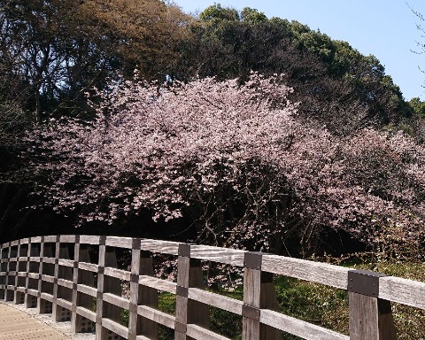 大和市ふれあいの森、引地川にかかる橋越しに桜。