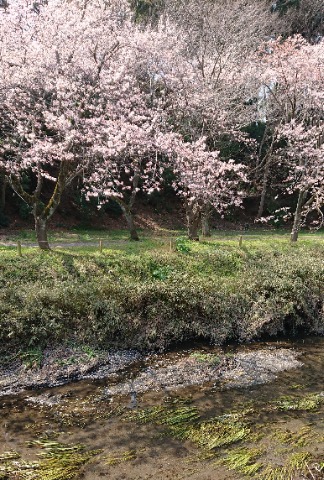 大和市ふれあいの森。引地川と桜。