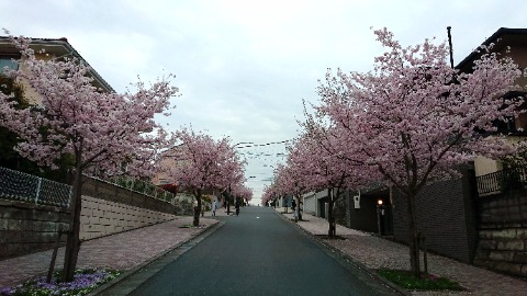 つくし野の坂の桜は、今が満開。日暮れ間近だが、色が濃いのできれい。