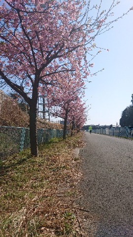 いつもの境川沿いの河津桜。