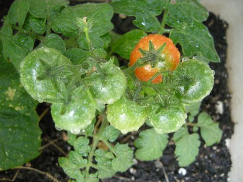 最初に収穫(6/16)できたのはミニトマト。