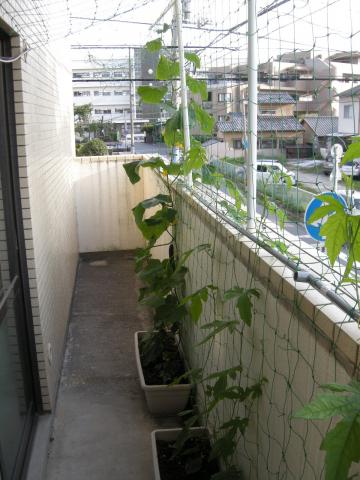 ベランダにネットを張って栽培しています。
今年は新にきゅうりとミニトマトを追加。