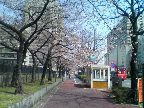 外務省東側（正面）の桜のトンネルです。ソメイヨシノの古木ですが、まだ２～３分というところでしょうか。