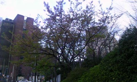 丸紅ビルの河津桜が満開です。竹橋のこぶし