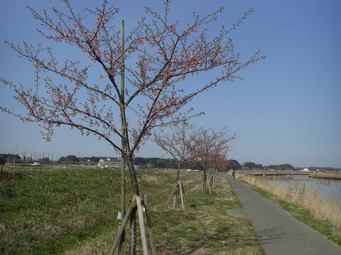 まだ満開とは言えないようですが、５キロぐらい続いていたでしょうか、新川沿いは春の装いでした。