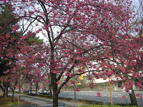 寒緋桜です。緋寒桜とも言うようですが、彼岸桜と紛らわしいので、こう呼ばれていると聞いたことがあります。赤い小さな花はつぼみのようですが、もう散り始めていました。