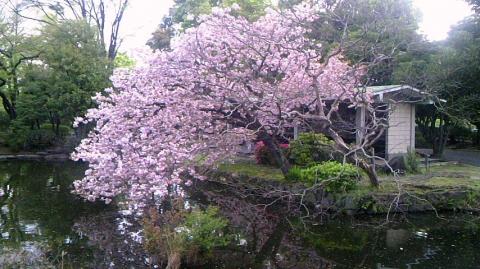 皇居前庭の池にかかる桜です。カモが泳いでいました。見えるでしょうか。