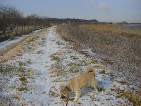 堰堤は真っ白で、コロは大喜びでした。左のほうのサイクリングコースは雪が解けていました。
