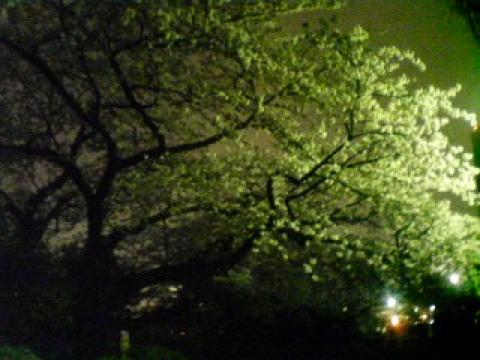 携帯で撮ったのでぼやけていますが、千鳥が淵の桜です。雨上がりでランナーだけしか見る人がいないのは残念でした。