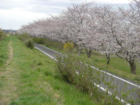１６キロ付近で撮影しました。4キロほどこんな感じで桜の並木があります。私は、左側の土の上を走りました。今はこんなものですが、6月ごろには腰まで草が伸びてしまいます。