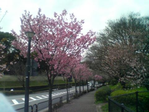彼岸桜の交配種で「陽光」という種類の桜だそうです。濃いピンクのとてもきれいな桜で、今が満開です。